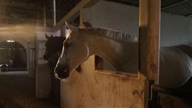 印度一名男子深夜闖入馬棚，性侵一匹母馬。（示意圖，非當事馬）