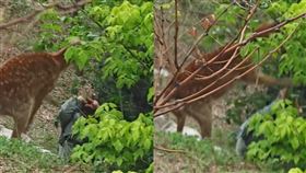 ▲女子遭梅花鹿暴踩、發狂猛踹。（圖／翻攝自微博）

