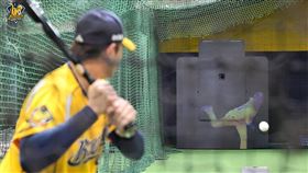 ▲中信兄弟引進大聯盟使用的Trajekt Arc智慧發球系統。（圖／中信兄弟提供）