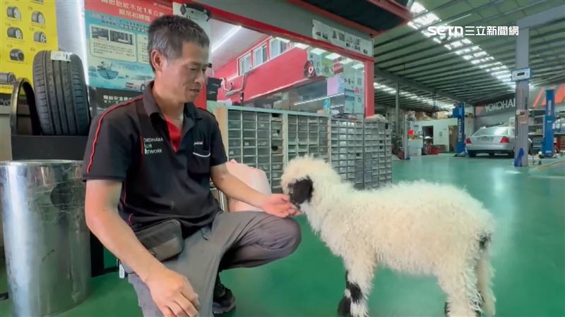 笑笑羊喝不到母奶　修配廠老闆親餵成招牌