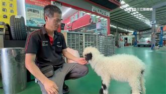 笑笑羊喝不到母奶　修配廠老闆親餵成招牌