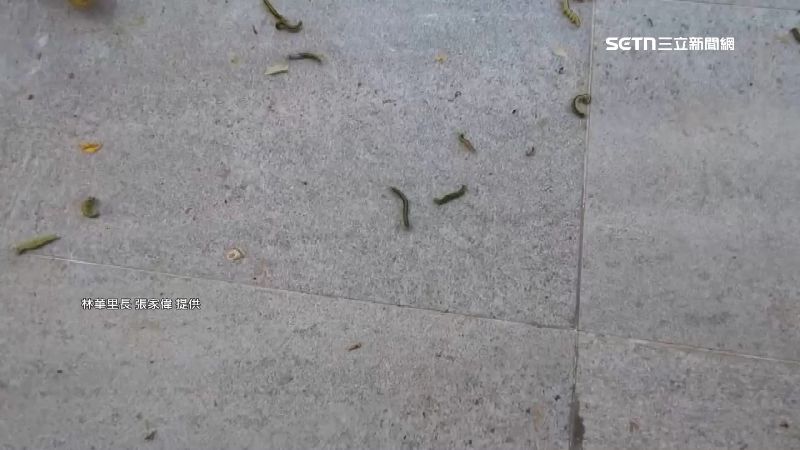 高雄市區溜滑梯毛毛蟲大軍　嚇壞民眾