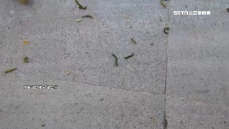 高雄市區溜滑梯毛毛蟲大軍　嚇壞民眾