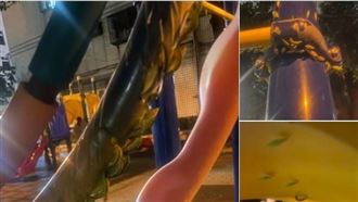 還沒完…毛毛蟲入侵高雄續「悄悄結蛹了」