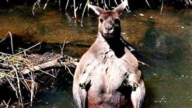 生態專家指出，袋鼠不分公母都很凶悍，尤其擅長水中戰鬥，入水後戰鬥力爆增。（示意圖）