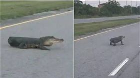 一隻無尾鱷魚在公路上爬行，嚇傻路過的民眾。（圖／翻攝自X）