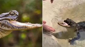 在野外等死！小鱷魚「整個上顎斷掉」餓到沒力　被救後現況曝（組合圖／翻攝自Gatorland Orlando臉書）