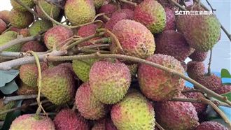 玉荷包比去年貴2倍　售價每公斤飆350元