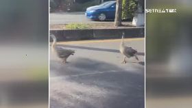 八鵝大逃..亡1800