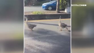 8黑羽土鵝集體逃家　飼主：會自己回來