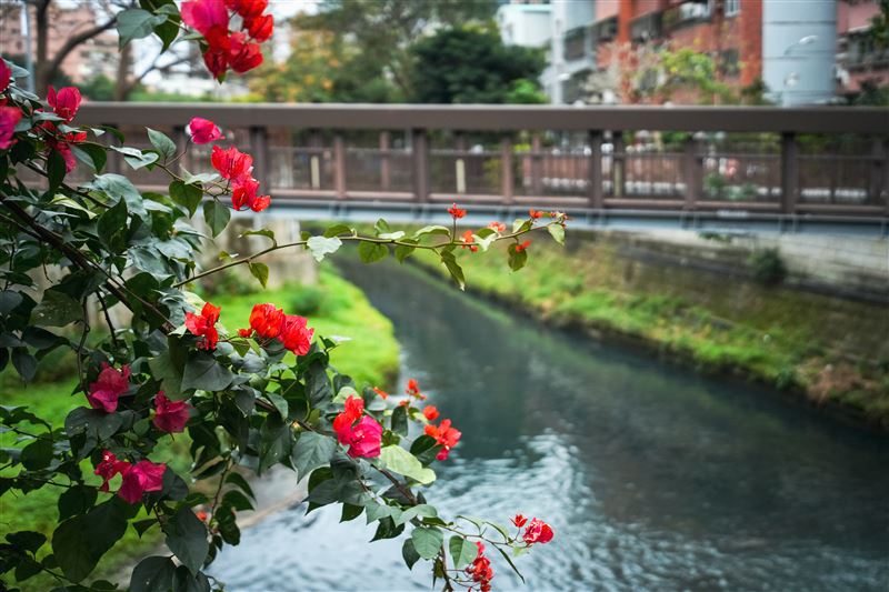 中永和瓦磘溝30多年無法解決髒臭沉痾，2年內完成不發臭的目標，呈現綠意盎然的河道美