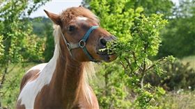 ▲在中國，吃馬肉的人並不多！（示意圖／翻攝自pixabay）