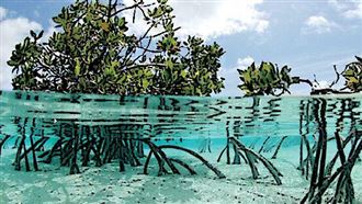 2050淨零排放挑戰　日本聚焦海洋碳捕捉