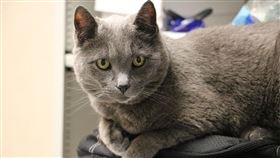 ▲英國，職缺，貓咪，照顧員（示意圖／PIXABAY）