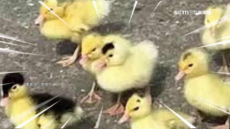 逾50黃色小鴨剛出生　睜眼見她衝認「媽」