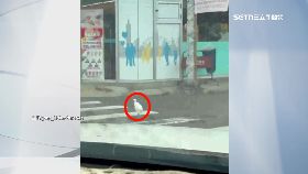 希 鷺鷥過馬路1800