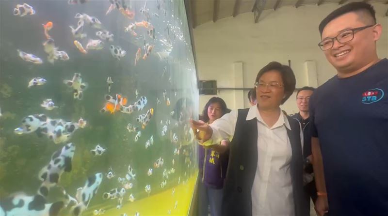 彰化碩士漁民薛雍霖養殖的乳牛小丑魚，外銷14國熱賣，縣長王惠美也來參觀。(圖／翻攝畫面)