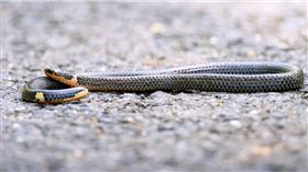 男子在村裡發現「雙頭蛇」　他嚇傻：還會倒著爬