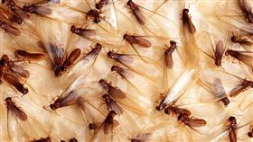 （圖／翻攝自維基百科）飛蟻,白蟻