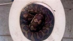 一名男子在家中如廁時，遭大蟒蛇狠咬生殖器，，導致他大量出血。（圖／翻攝自Bangpakong News）