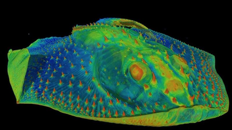 牙齒為何敏感？ 怪4億年前遠古魚「遺傳」