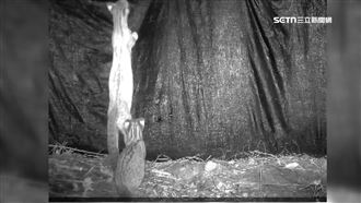 野生石虎媽教兒爬牆！珍貴影像曝光