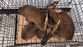 盜獵,山羌,墾丁國家公園,獵人