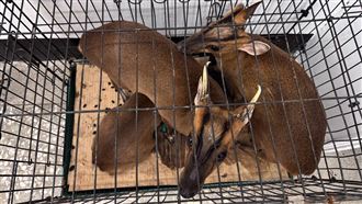 盜獵抓不完！「山羌家族」被全部打包