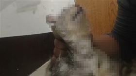 新北市,同學,網友,憲兵,虐貓,動保法,退伍,役男,品種貓,桃園,科技大學,吹哨者▲圖片描述。（圖／翻攝自Dcard） 