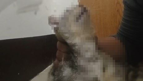 憲兵「勒脖摔牆」虐死貓！退伍遭逮下場曝