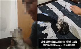 新北市,同學,網友,憲兵,虐貓,動保法,退伍,役男,品種貓,桃園,科技大學,吹哨者▲圖片描述。（圖／翻攝自Dcard） 