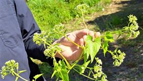 小花蔓澤蘭,綠色殺手,收購,桃園（圖／桃園市農業局提供）