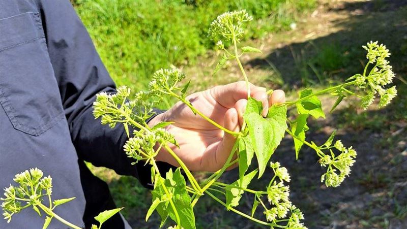 無本生意來了！「1植物」每公斤現賺8元