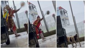 屏東,陣頭,官將首,虐狗,宮廟,宗教爆報