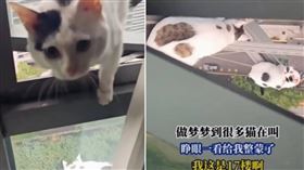 ▲屋主住17樓做夢聽到一堆貓在叫。（圖／YouTube@小熙）