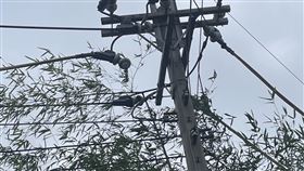停電,神岡,小動物,竹子,台電,跳電（圖／台電提供）