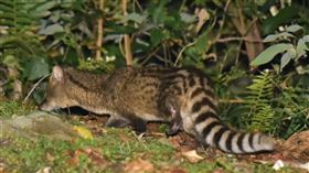 麝香貓現蹤屏東雙流森林遊樂區（2）屏東雙流國家森林遊樂區內隻近期多次發現麝香貓身影，讓工作人員也驚呼，原來園區麝香貓這麼多。圖為工作人員拍下麝香貓夜間活動情形。（屏東林管處提供）中央社記者郭芷瑄傳真　107年4月12日