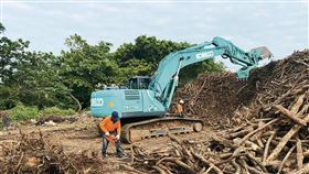 利德工程要求下包商，違法將600多棵健康、稀有的樹木砍伐絞碎。（讀者提供）