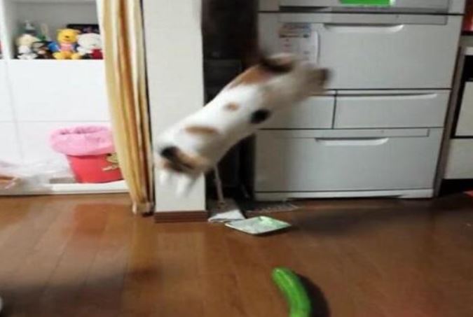 貓咪被黃瓜嚇得整個身子彈跳起來。(圖/翻攝自微博)