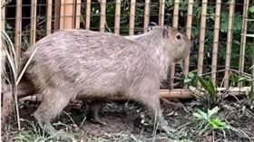 大陸江蘇省揚州市茱萸灣動物園的卡皮巴拉（水豚）「豆包」。（圖／翻攝自微博）