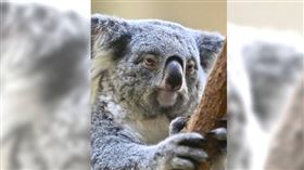 無尾熊見客「厭世」爆紅　網笑：上班的我