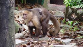 保育動物白面捲尾猴。（圖／翻攝台北市立動物園官網）