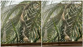 台南,南區,臭青母,林美燕提供