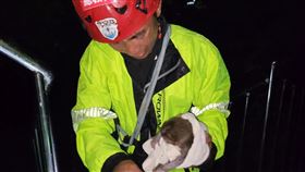 獼猴,柴山,受困