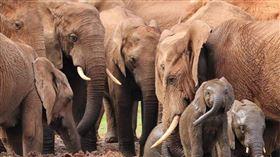 撲殺大象「發肉給人吃」辛巴威喊控管族群