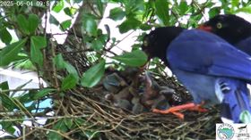 實境直播！翡翠水庫「7顆藍鵲蛋」破殼