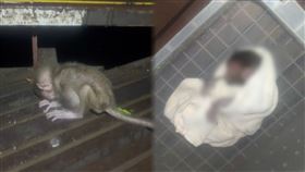 農業局,台灣獼猴共存推廣協會,高雄,獼猴,山友,媽媽,死因,動物園,嬰兒,柴山