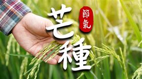 ▲芒種。（圖／CANVA製作）