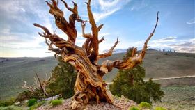 ▲世上最古老的樹「普拉米修斯」的樹樁殘骸。（圖／翻攝百度百科）