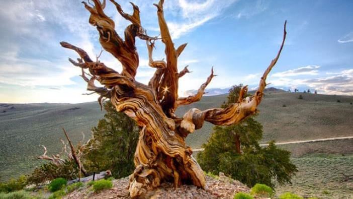 最蠢科學家！他砍樹檢測：比金字塔歷史長